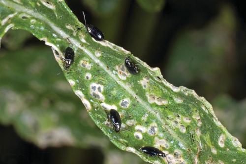 Small black beetles eating holes on a leaf of arugula. Photo by RDK Peterson, MSU